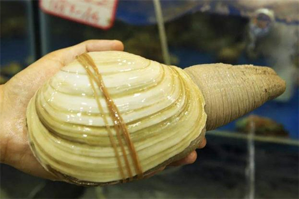 象拔蚌的內(nèi)臟可以吃嗎 象拔蚌的內(nèi)臟怎么處理 象拔蚌的內(nèi)臟可以吃嗎 象拔蚌的內(nèi)臟怎么處理