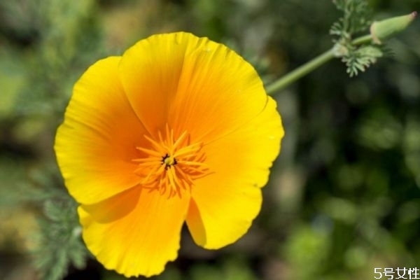 花菱草的花語是什么呢 花菱草的種植有什么注意呢 花菱草的花語是什么呢 花菱草的種植有什么注意呢