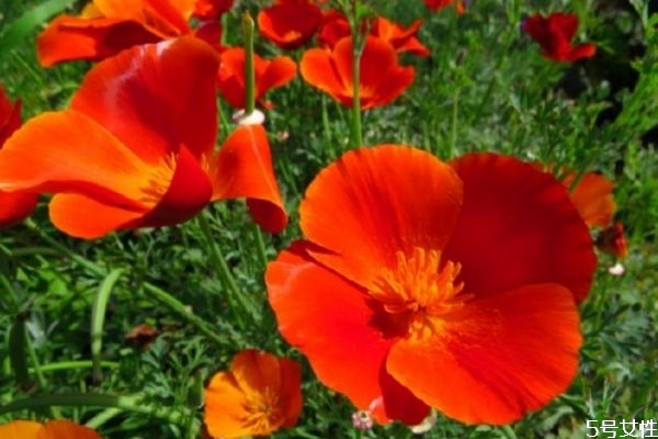 花菱草的花語是什么呢 花菱草的種植有什么注意呢 花菱草的花語是什么呢 花菱草的種植有什么注意呢