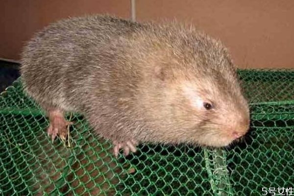 竹鼠幼崽死亡率高該怎么辦 公母比例恰當可體高產(chǎn)仔率 竹鼠幼崽死亡率高該怎么辦 公母比例恰當可體高產(chǎn)仔率
