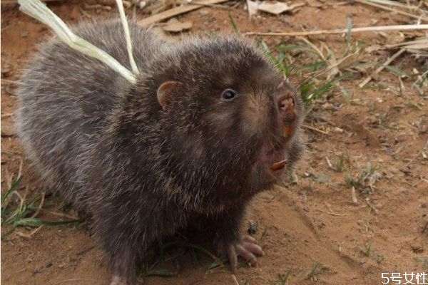 竹鼠幼崽死亡率高該怎么辦 公母比例恰當可體高產(chǎn)仔率 竹鼠幼崽死亡率高該怎么辦 公母比例恰當可體高產(chǎn)仔率