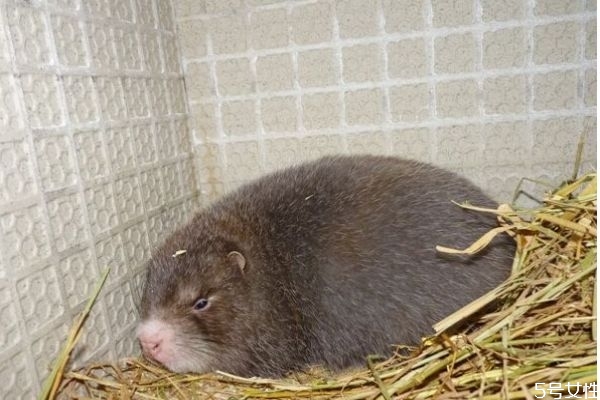 竹鼠皮毛有什么用 竹鼠皮毛的處理注意干燥 竹鼠皮毛有什么用 竹鼠皮毛的處理注意干燥