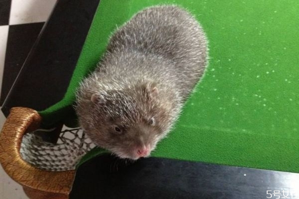 竹鼠好吃嗎 竹鼠和老鼠這樣區(qū)分 竹鼠好吃嗎 竹鼠和老鼠這樣區(qū)分