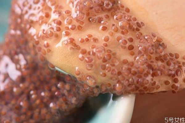 海藻面膜可以每天敷嗎 海藻面膜前幾次使用連著用幾天