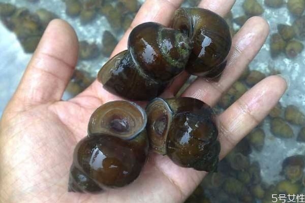 田螺有什么營(yíng)養(yǎng)價(jià)值呢 田螺怎么做好吃呢