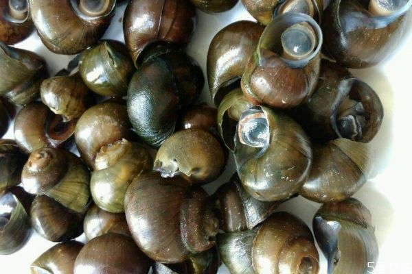 田螺不能和什么一起吃呢 田螺應(yīng)該怎么挑選呢 田螺不能和什么一起吃呢 田螺應(yīng)該怎么挑選呢