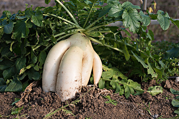 吃蘿卜是順氣還是脹氣 吃蘿卜脹氣怎么辦 吃蘿卜是順氣還是脹氣 吃蘿卜脹氣怎么辦