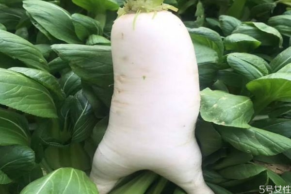 白蘿卜是凉性的食物嗎 白蘿卜可以多吃嗎 白蘿卜是凉性的食物嗎 白蘿卜可以多吃嗎