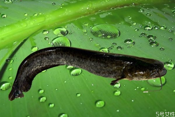 什么是大口鯰呢 大口鯰有什么營(yíng)養(yǎng)營(yíng)養(yǎng)價(jià)值呢 什么是大口鯰呢 大口鯰有什么營(yíng)養(yǎng)營(yíng)養(yǎng)價(jià)值呢