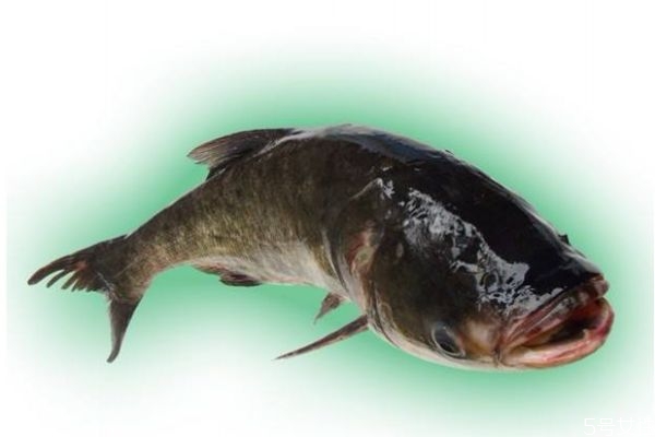 什么是大口鯰呢 大口鯰有什么營(yíng)養(yǎng)營(yíng)養(yǎng)價(jià)值呢 什么是大口鯰呢 大口鯰有什么營(yíng)養(yǎng)營(yíng)養(yǎng)價(jià)值呢