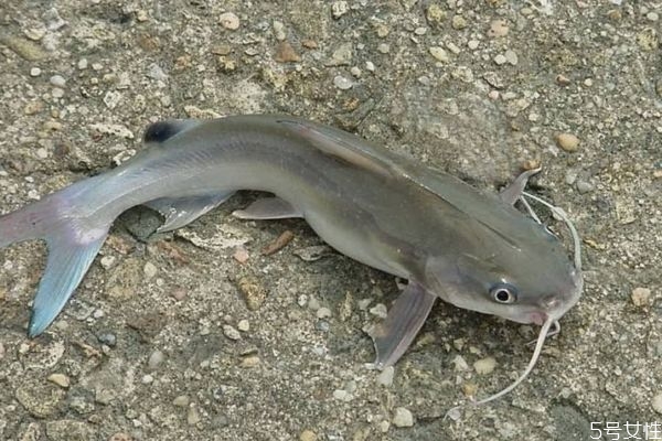 什么是大口鯰呢 大口鯰有什么營(yíng)養(yǎng)營(yíng)養(yǎng)價(jià)值呢 什么是大口鯰呢 大口鯰有什么營(yíng)養(yǎng)營(yíng)養(yǎng)價(jià)值呢