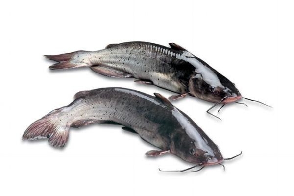 吃大口鯰有什么注意的呢 大口鯰怎么做好吃呢 吃大口鯰有什么注意的呢 大口鯰怎么做好吃呢