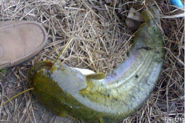 吃大口鯰有什么注意的呢 大口鯰怎么做好吃呢 吃大口鯰有什么注意的呢 大口鯰怎么做好吃呢