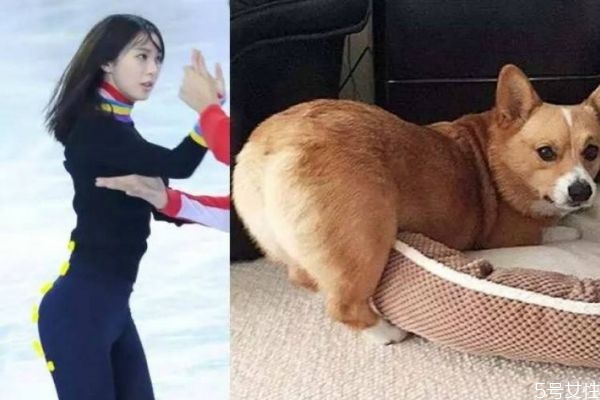 什么是柯基臀呢 柯基臀有什么特點呢 什么是柯基臀呢 柯基臀有什么特點呢