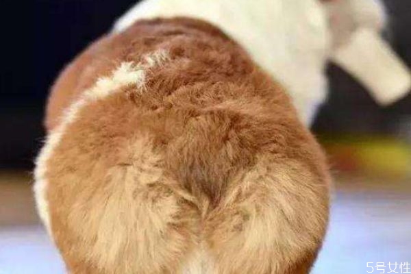 什么是柯基臀呢 柯基臀有什么特點呢 什么是柯基臀呢 柯基臀有什么特點呢