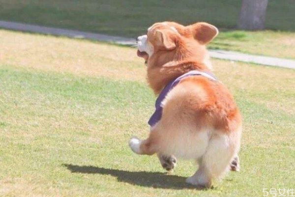 什么是柯基臀呢 柯基臀有什么特點呢 什么是柯基臀呢 柯基臀有什么特點呢