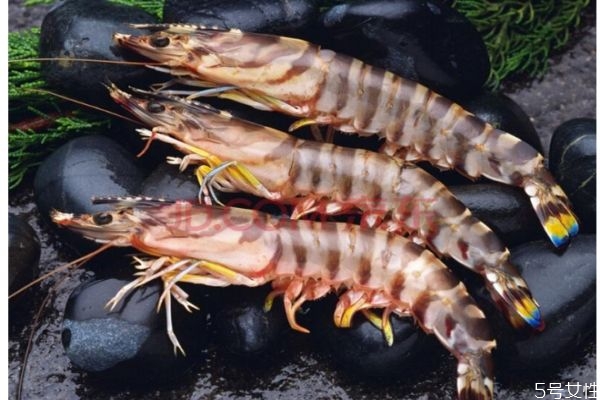 蒸竹節(jié)蝦需多長時間 竹節(jié)蝦最喜歡吃什么食物 蒸竹節(jié)蝦需多長時間 竹節(jié)蝦最喜歡吃什么食物