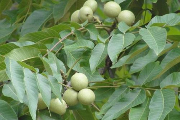 核桃葉能吃嗎 核桃葉和艾草一起泡腳的功效 核桃葉能吃嗎 核桃葉和艾草一起泡腳的功效