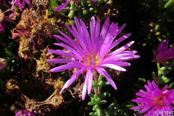 松葉菊的花語是什么呢 松葉菊的種植有什么注意的呢 松葉菊的花語是什么呢 松葉菊的種植有什么注意的呢