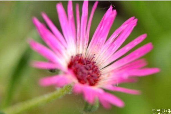 松葉菊的花語是什么呢 松葉菊的種植有什么注意的呢 松葉菊的花語是什么呢 松葉菊的種植有什么注意的呢