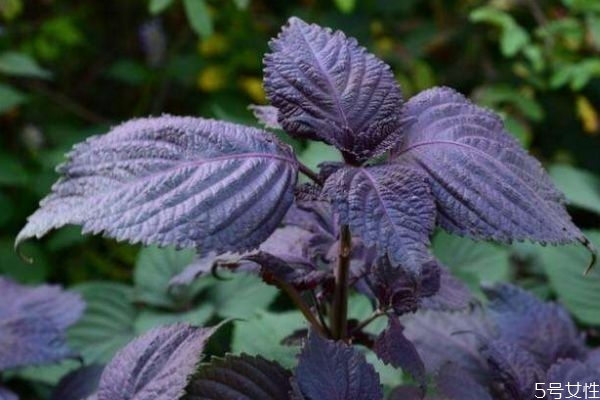 什么是紫蘇葉呢 紫蘇葉有什么營養(yǎng)價值呢 什么是紫蘇葉呢 紫蘇葉有什么營養(yǎng)價值呢