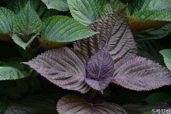 什么是紫蘇葉呢 紫蘇葉有什么營養(yǎng)價值呢 什么是紫蘇葉呢 紫蘇葉有什么營養(yǎng)價值呢