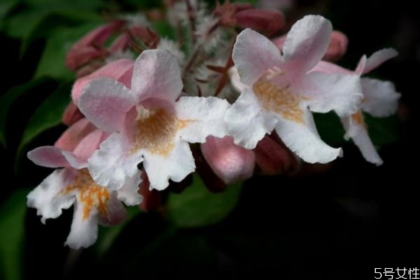 猬實的花語是什么呢 猬實的種植有什么注意的呢 猬實的花語是什么呢 猬實的種植有什么注意的呢