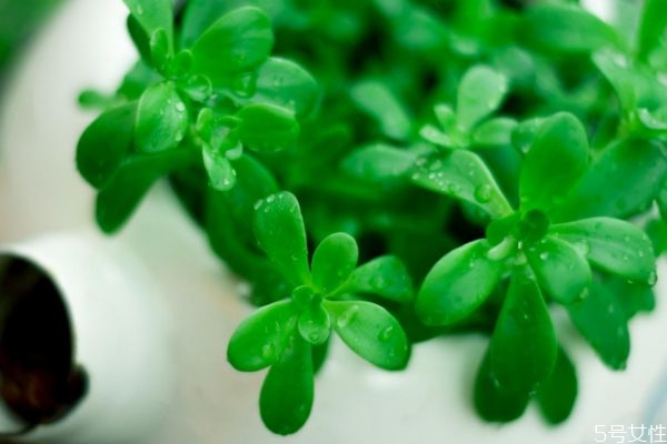 風(fēng)信子過(guò)敏怎么辦 家里有孕婦可以養(yǎng)風(fēng)信子嗎