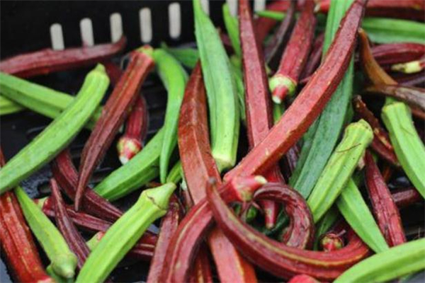 孕婦可以吃紅秋葵嗎 孕婦吃紅秋葵對胎兒好嗎