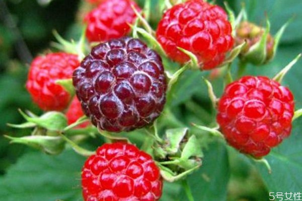 什么是山莓呢 山莓有什么營(yíng)養(yǎng)價(jià)值呢 什么是山莓呢 山莓有什么營(yíng)養(yǎng)價(jià)值呢