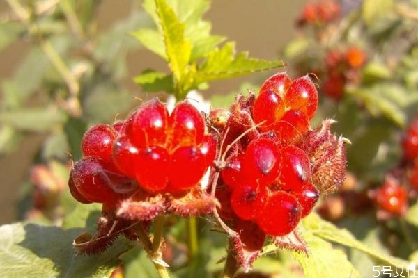 刺泡兒主要分布在哪里呢 吃刺泡兒有什么注意的呢 刺泡兒主要分布在哪里呢 吃刺泡兒有什么注意的呢