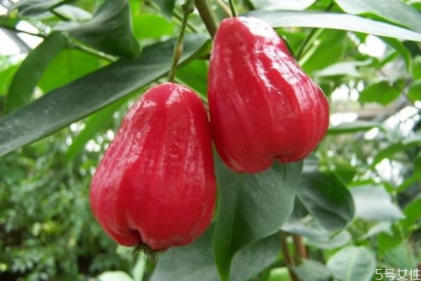 什么是洋蒲桃呢 洋蒲桃可以吃嗎 什么是洋蒲桃呢 洋蒲桃可以吃嗎