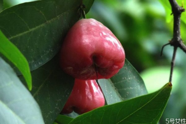 什么是洋蒲桃呢 洋蒲桃可以吃嗎 什么是洋蒲桃呢 洋蒲桃可以吃嗎