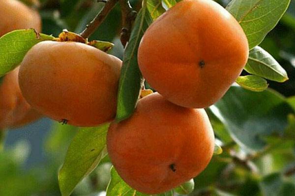 柿子什么時候吃對身體好 柿子吃完要涑口嗎 柿子什么時候吃對身體好 柿子吃完要涑口嗎