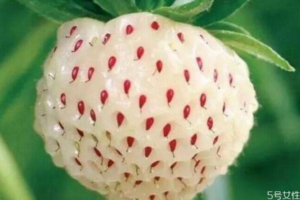 什么是菠蘿莓呢 菠蘿莓有什么營養(yǎng)價值呢 什么是菠蘿莓呢 菠蘿莓有什么營養(yǎng)價值呢