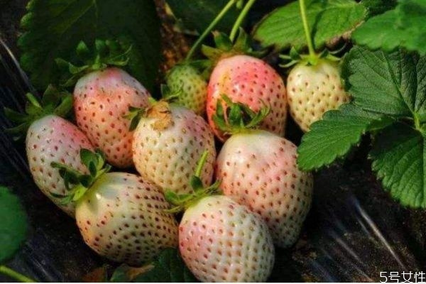 什么是菠蘿莓呢 菠蘿莓有什么營養(yǎng)價值呢 什么是菠蘿莓呢 菠蘿莓有什么營養(yǎng)價值呢