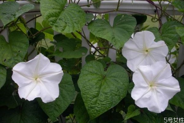 什么是月光花呢 月光花有什么作用呢 什么是月光花呢 月光花有什么作用呢