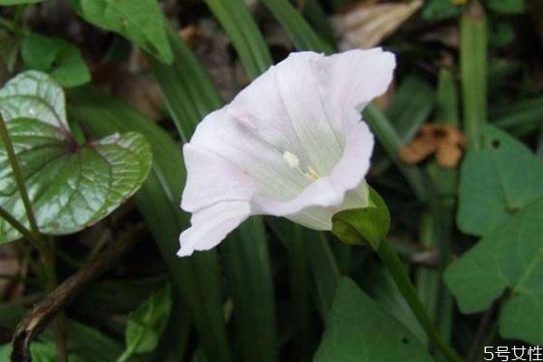 月光花的花語(yǔ)是什么呢 月光花的種植有什么注意的呢 月光花的花語(yǔ)是什么呢 月光花的種植有什么注意的呢