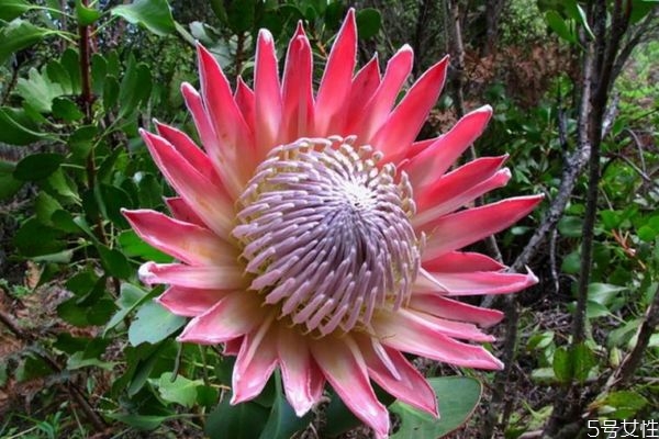 什么是帝王花呢 帝王花有什么作用呢 什么是帝王花呢 帝王花有什么作用呢