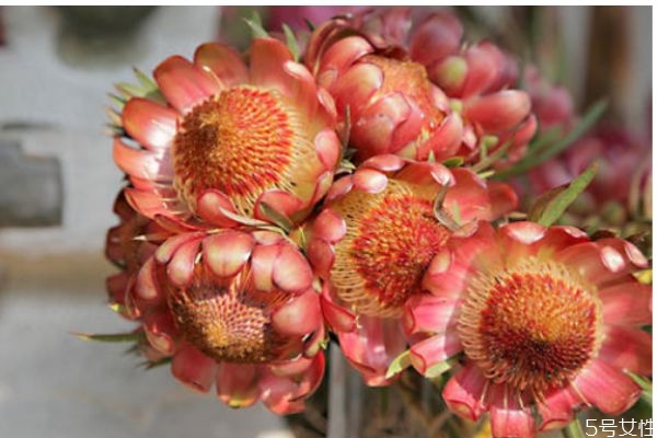 帝王花的花語是什么呢 帝王花的種植有什么注意的呢 帝王花的花語是什么呢 帝王花的種植有什么注意的呢