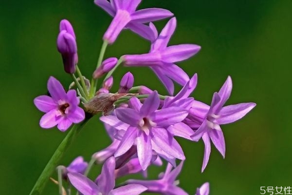 紫嬌花的花語(yǔ)是什么呢 紫嬌花的作用有什么呢 紫嬌花的花語(yǔ)是什么呢 紫嬌花的作用有什么呢