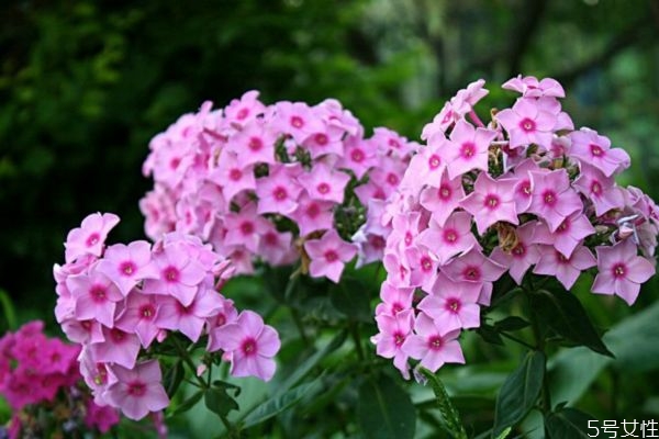 紫嬌花的花語(yǔ)是什么呢 紫嬌花的作用有什么呢 紫嬌花的花語(yǔ)是什么呢 紫嬌花的作用有什么呢