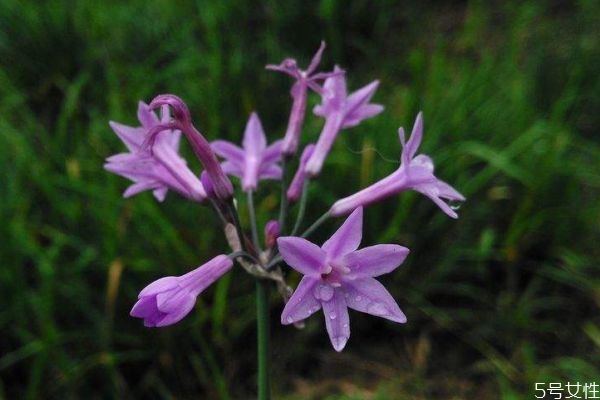 紫嬌花的花語(yǔ)是什么呢 紫嬌花的作用有什么呢