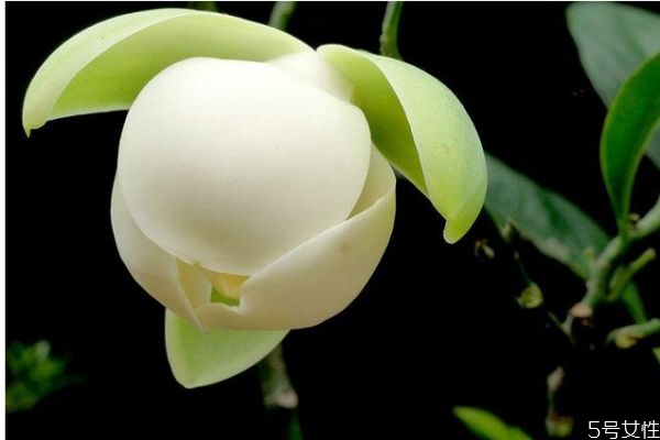 什么是夜合花呢 夜合花有什么作用呢 什么是夜合花呢 夜合花有什么作用呢