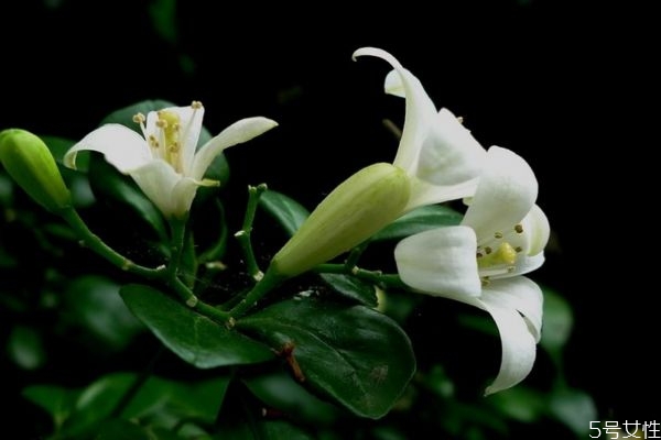 什么是夜合花呢 夜合花有什么作用呢 什么是夜合花呢 夜合花有什么作用呢