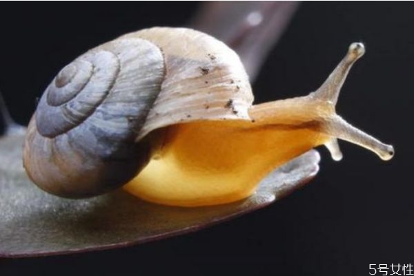 蝸牛美容有效果嗎 什么是蝸牛美容呢 蝸牛美容有效果嗎 什么是蝸牛美容呢