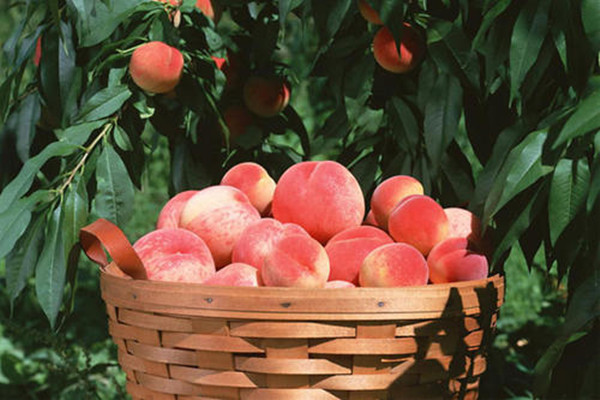 蟠桃和桃子的營養(yǎng)區(qū)別 蟠桃為什么種植少 蟠桃和桃子的營養(yǎng)區(qū)別 蟠桃為什么種植少