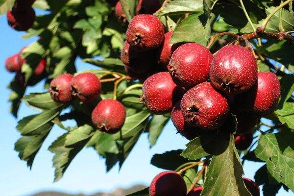 山楂變軟了怎么辦 山楂壞了一部分能吃嗎 山楂變軟了怎么辦 山楂壞了一部分能吃嗎