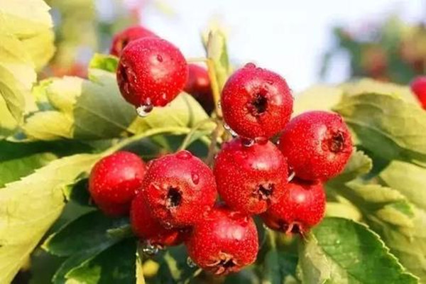 山楂變軟了怎么辦 山楂壞了一部分能吃嗎 山楂變軟了怎么辦 山楂壞了一部分能吃嗎