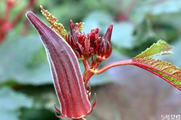 紅秋葵能生吃嗎 紅秋葵有什么營養(yǎng)價(jià)值呢 紅秋葵能生吃嗎 紅秋葵有什么營養(yǎng)價(jià)值呢